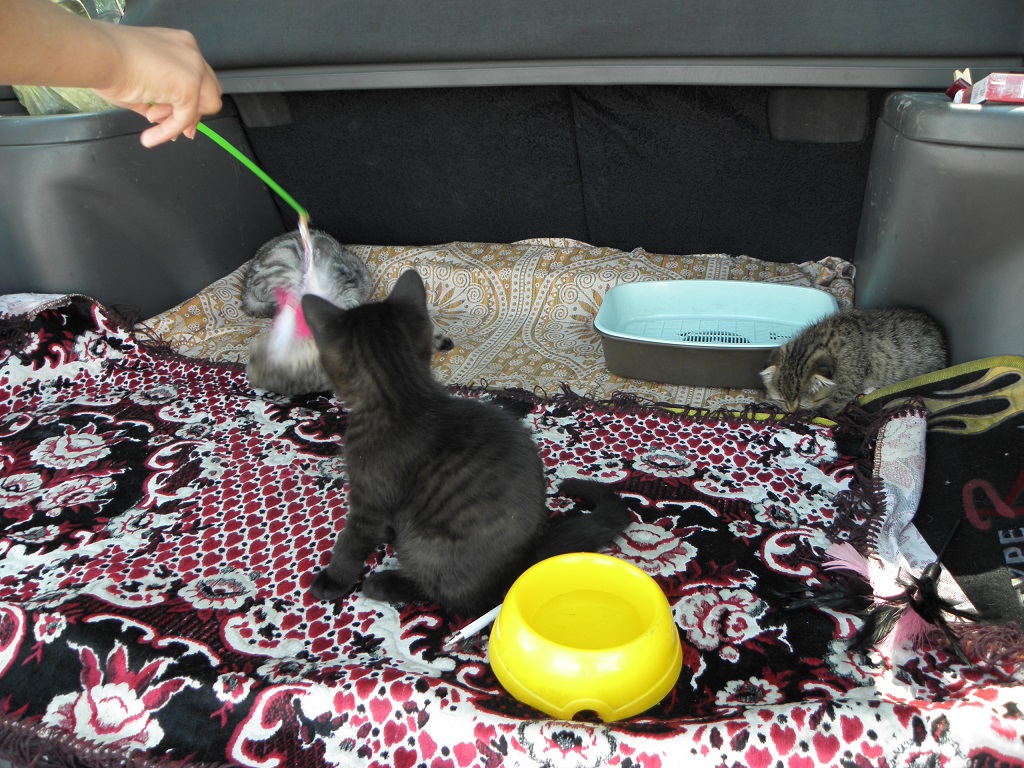 Cats at the market Cats at the market