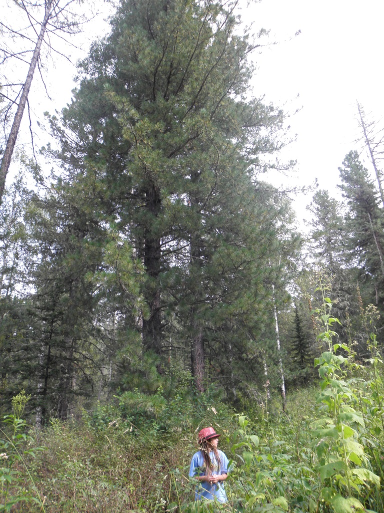 Climbing 20 meter up the tree to shake the pines... Russians. :) Climbing 20 meter up the tree to shake the pines... Russians. :)