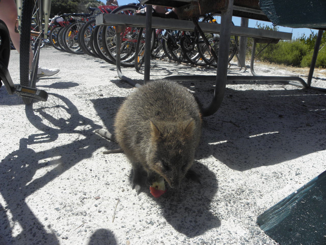 The island is full of quokkas. The island is full of quokkas.