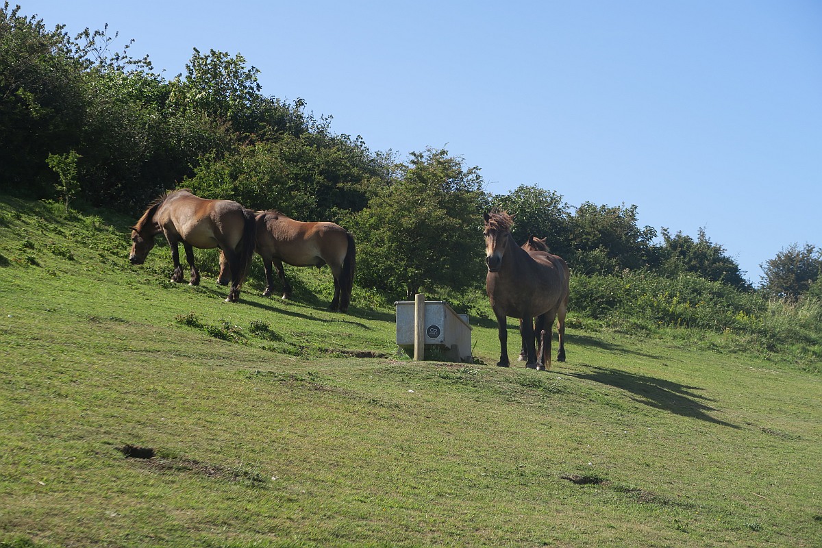Horses at Dover Cliffs