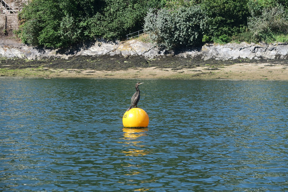 Wildlife at the Carrick Roads