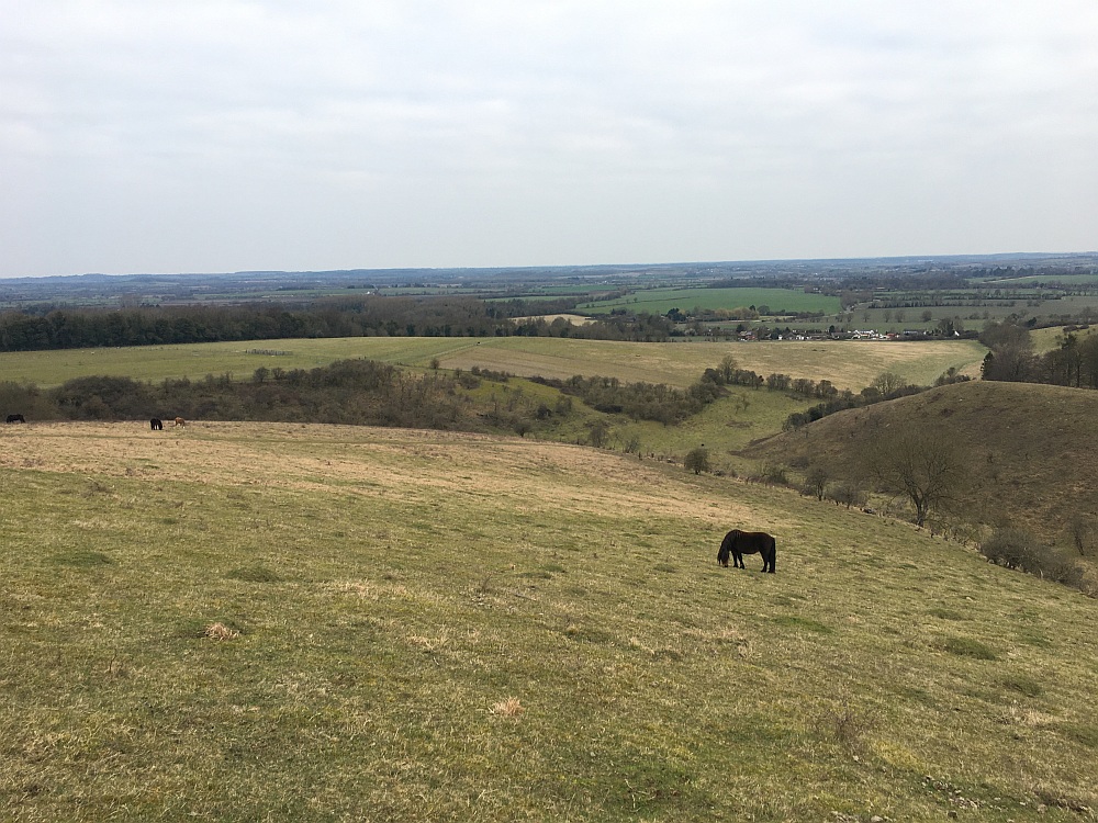 Horses at Pegsdon Hills Reserve