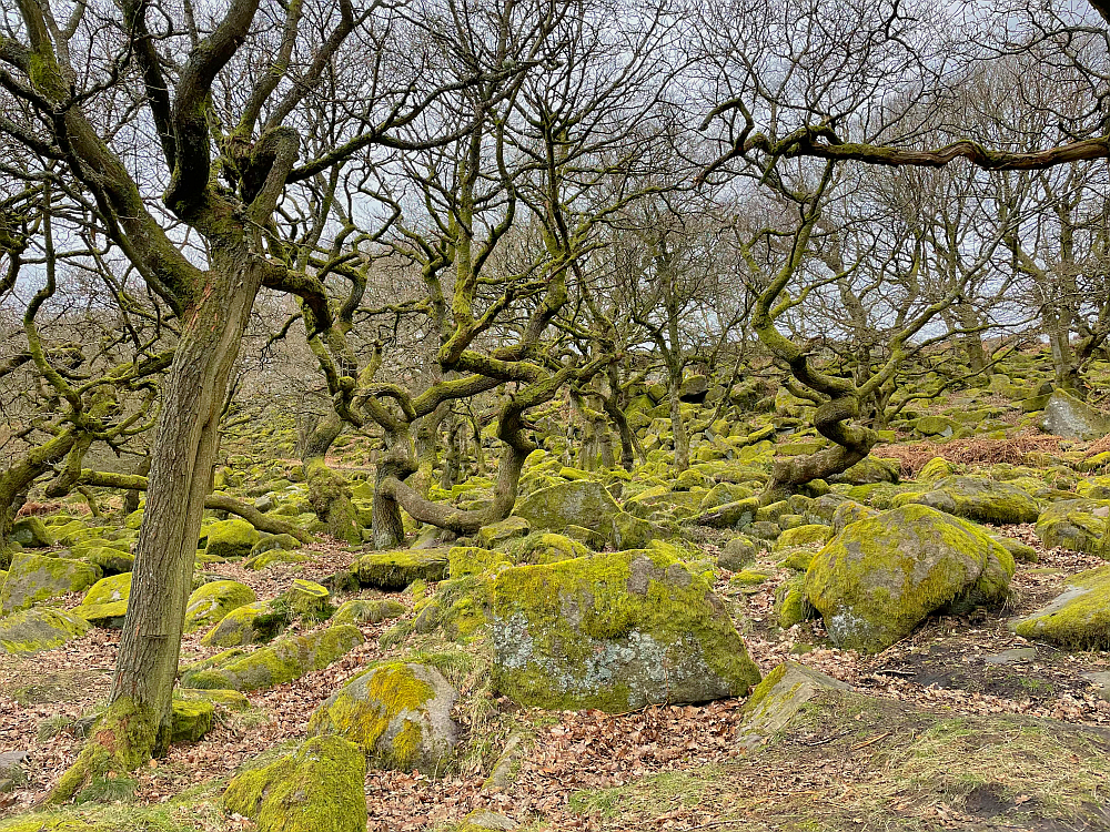 Gnarled trees at Padley Gorge