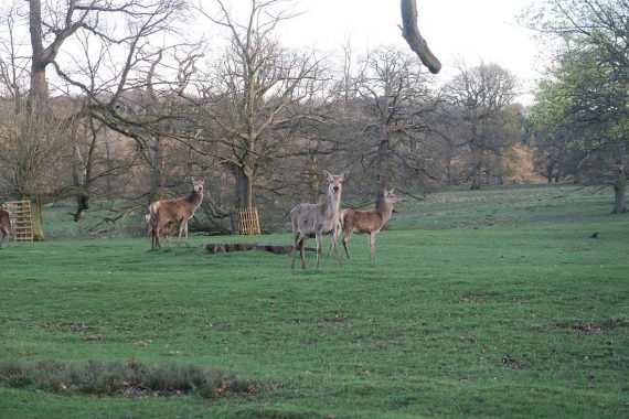 woburn safari tips