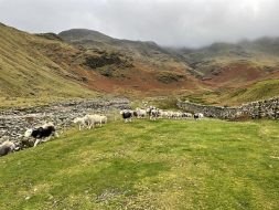 Sheep herding